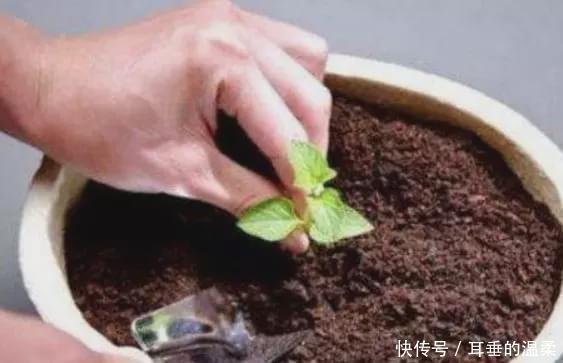 渣滓|什么果皮渣、大豆渣,都不如这种“渣滓”,盆里埋一点养啥都旺