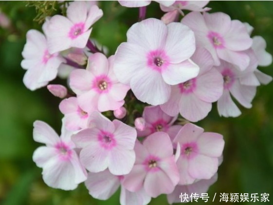 懒人想养花，这4款花被称为“开花机器”，漂亮养护还简单，超美