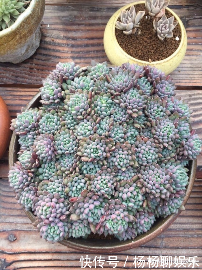 叶片|这三种简单方法可以繁殖多肉植物,叶片、枝条和侧芽都可培育