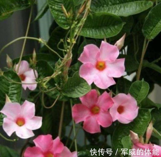 夏季将至,养几种耐热耐晒的花,不用挪来挪去,光照越强开花越旺!