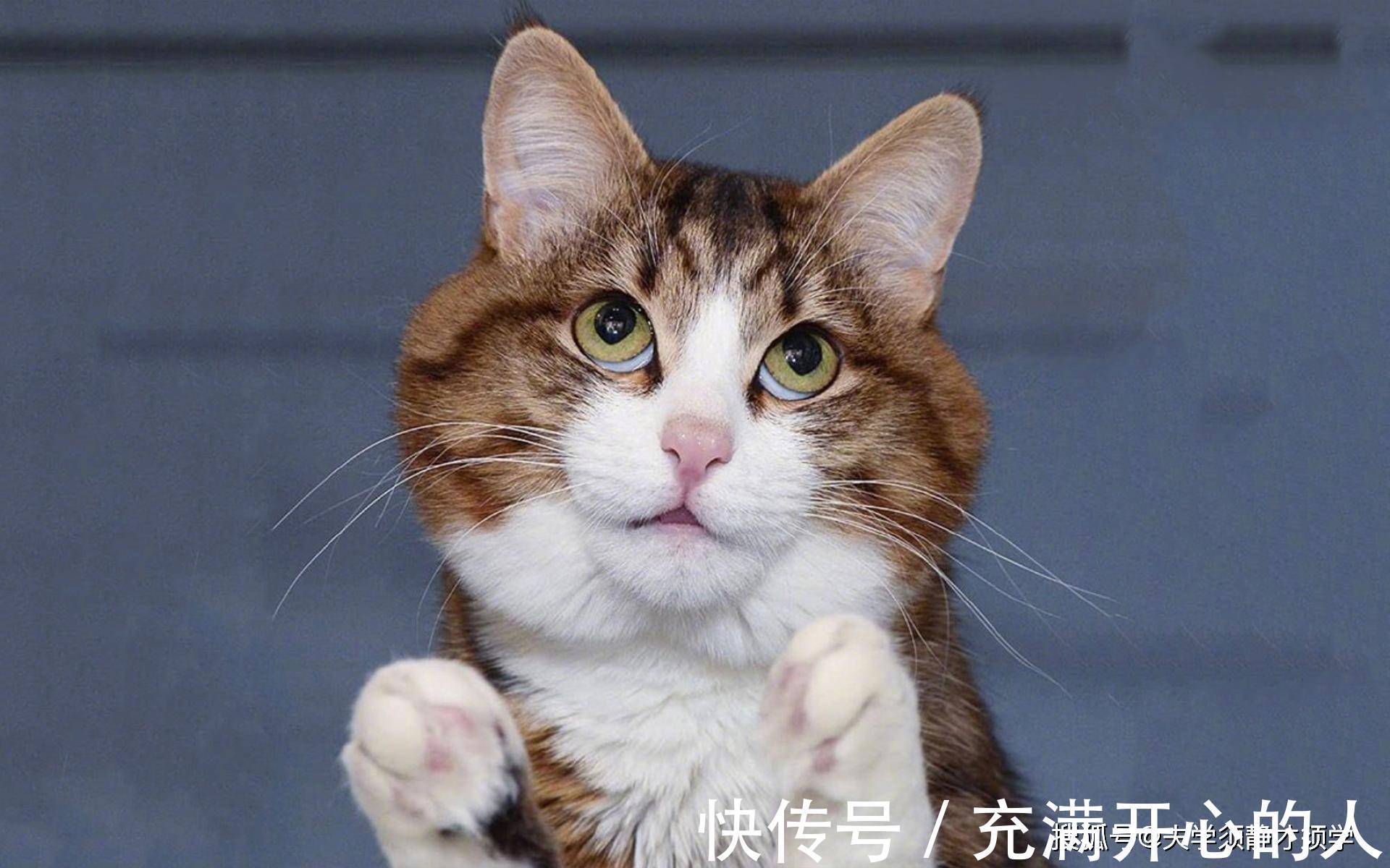 |搞笑段子:我前女友突然发来信息,问道:你现在还好吗