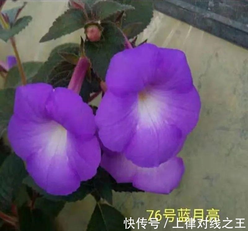 长筒花是“室内花量王者”,没光也能开爆盆,阳台党福音