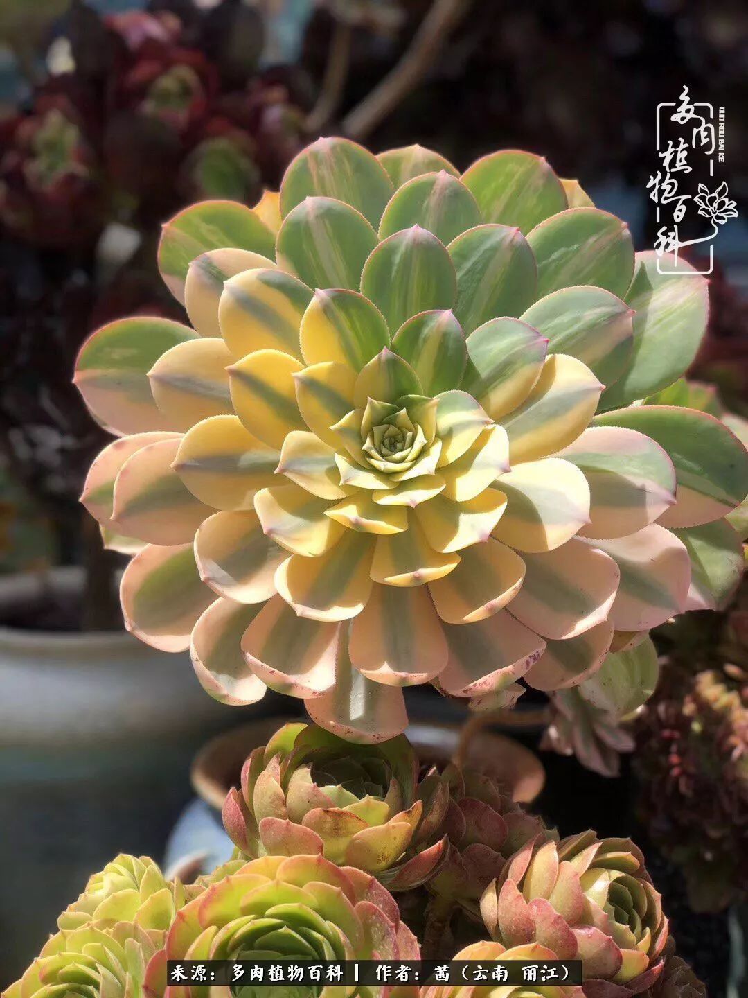 一年四季不同景,一院多肉陪我后半生!