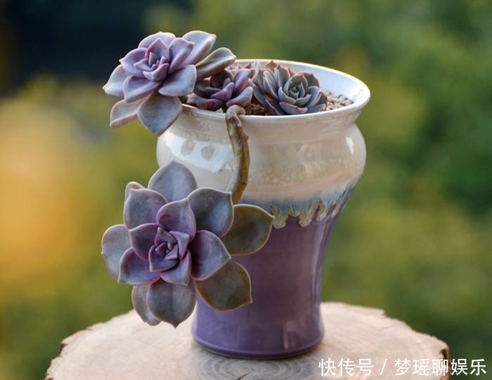 红橙黄绿青蓝紫|彩虹色的多肉你见过吗,阳台这么一摆,邻居嫉妒的想出大价钱买!