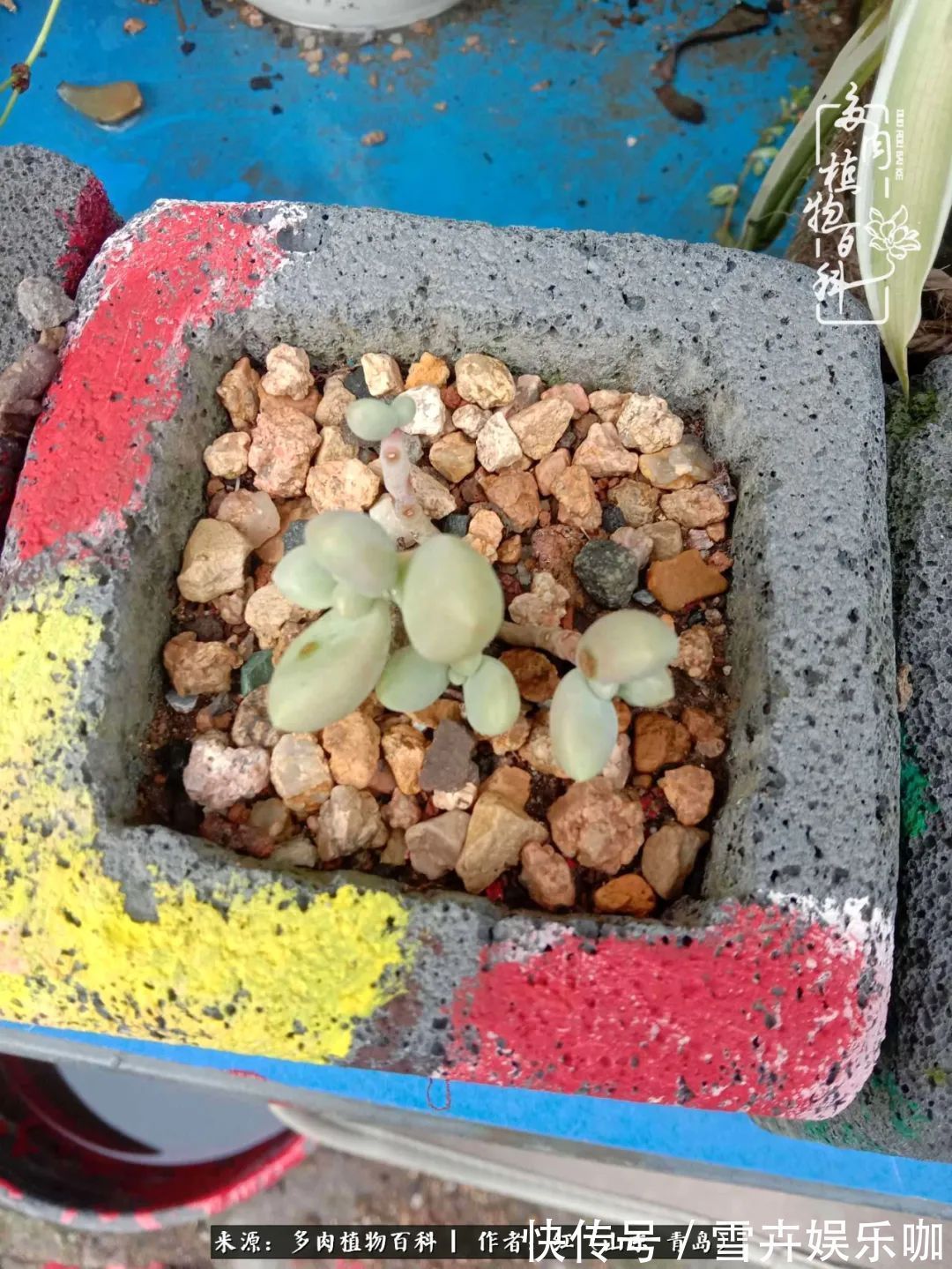 红稚莲|多肉度个夏,回到解放前!曾经有多美,现在就有多丑!