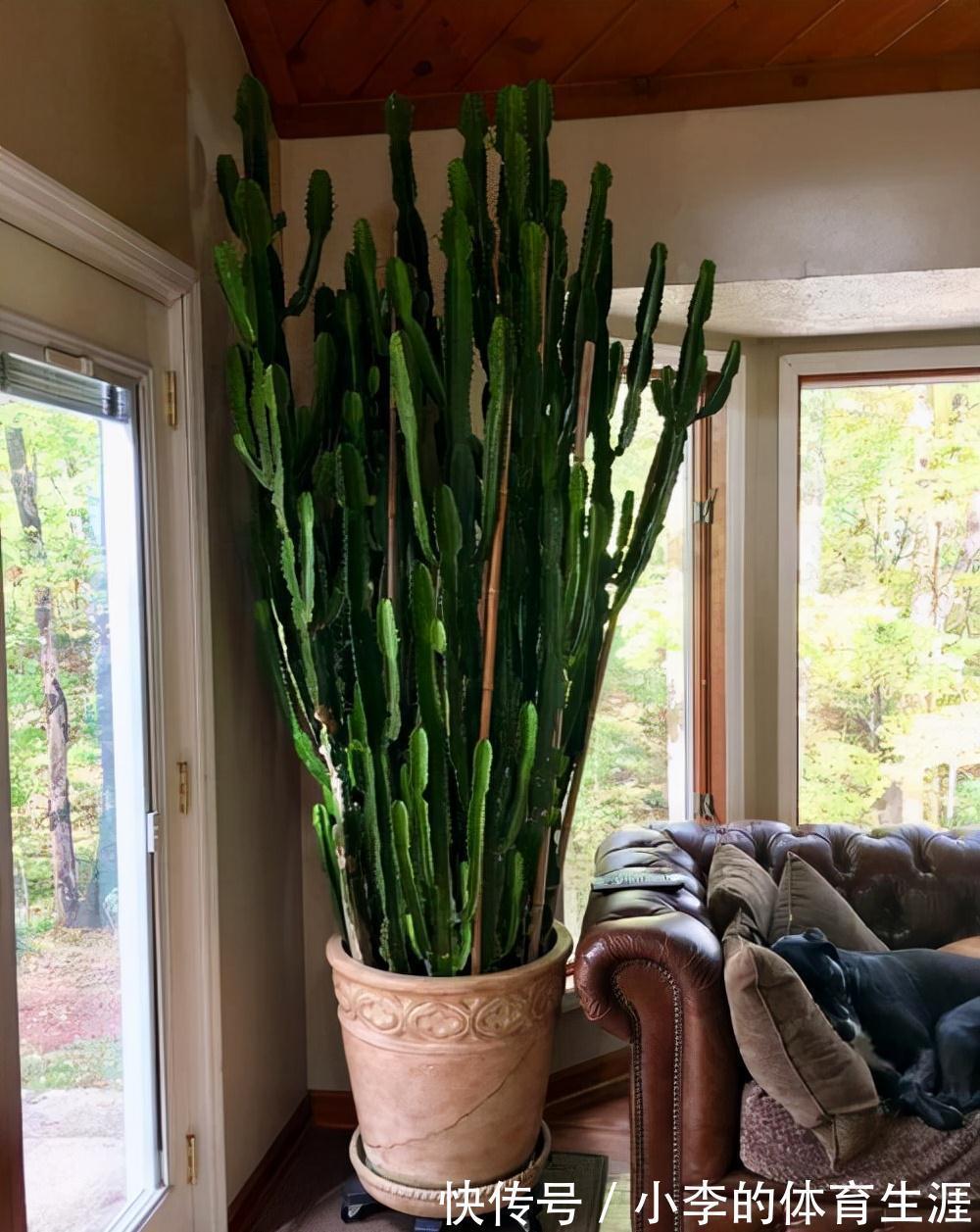 龙骨|9种花好养又吉祥,却是“穷苦命”,小盆少水多晒晒,反而长得旺