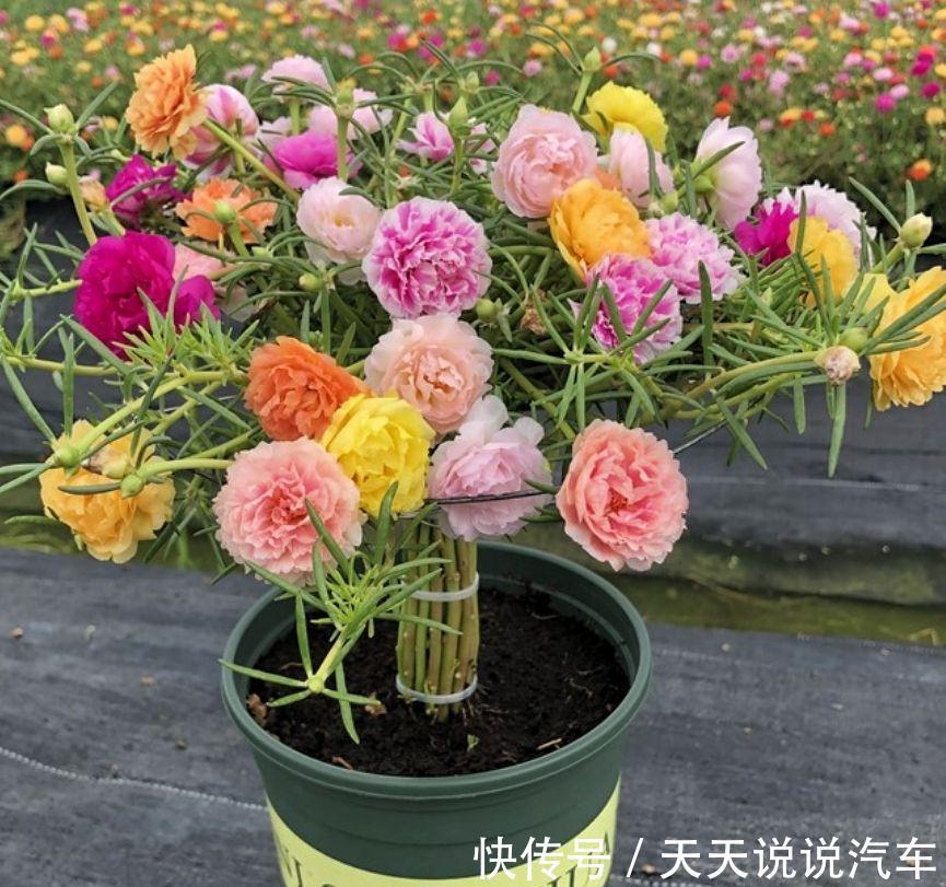 立冬后，养这10种花，切记不能多浇水，养不活都是由于手太勤