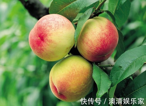 果农|果农偷偷告诉我，买桃子就挑“公”的，一挑一个准，脆甜又天然！