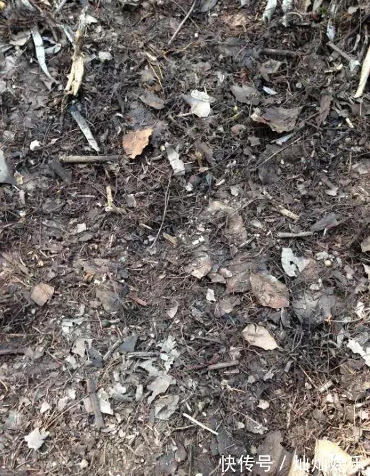 花土|2种土到处有,挖一点养花特别好,疏松透气肥力足,还不烂根!