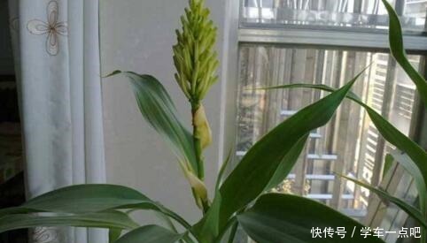 水里加入一点“它”,富贵竹7天长出大白根,叶子油绿还开花!