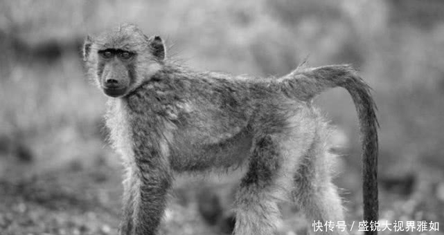  生物|中国五大古怪的神话生物，第二种被人捉住，最后一种是十尾
