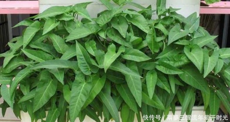 阳台|阳台种上“4种菜”，吃完又蹭蹭长，收获一茬又一茬，能吃一整年