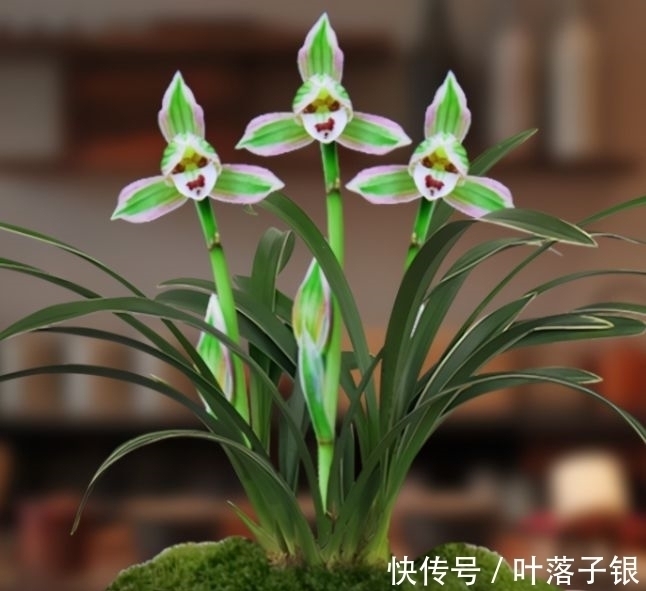 兰中珍品“帝王妃”,花开多色,香味淡雅,叶片圆润,不可多得