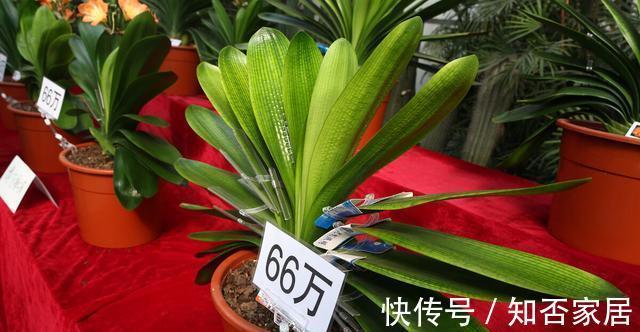 休眠期|栽培君子兰出现问题,基本是以下方面的原因,解决方案都在这里