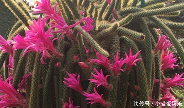 养殖|家里养几盆这样的花,别人看了都羡慕,太美了