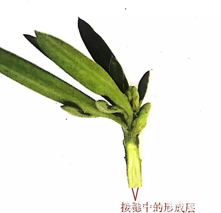 罗汉松芽|罗汉松芽接案例分享,台长教你玩出别出心裁的岭南盆景!