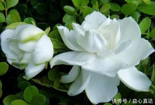 公认不好养的3种花,大部分花友表示养不满1年,你养过几种