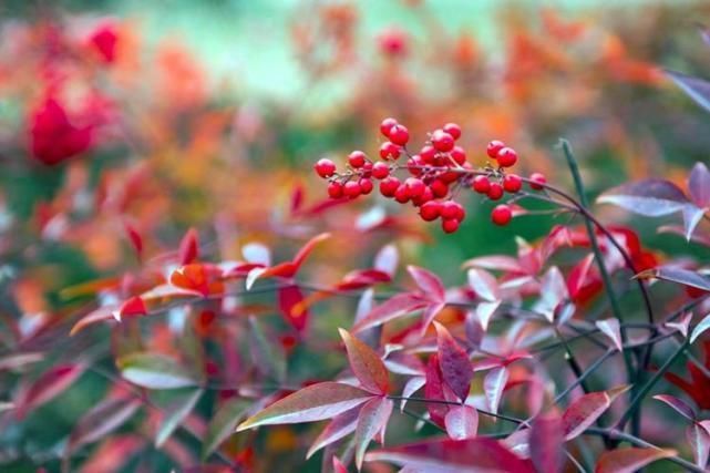 野外这几种花长得有趣,但不能往嘴里塞,它们有毒