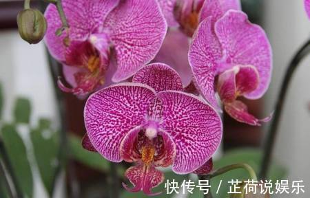 蝴蝶兰|蝴蝶兰开花后要如何养护管理，才能让它再次开花，甚至年年开花