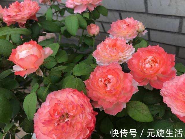 教你1分钟自制“杀虫水”，浇水加1勺，根壮不生虫！