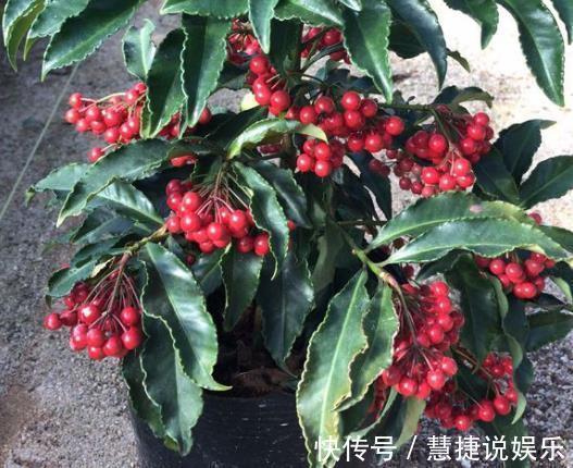 喜庆|“3种花”家里养,看着就“喜庆”,有“财源不断”的寓意,值!