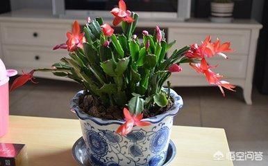 室温|蟹爪兰多长时间浇一次水,多少才合适?