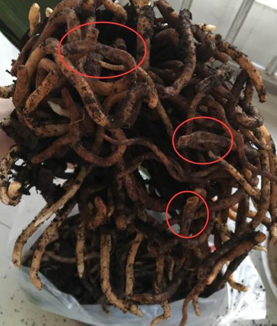 修剪|君子兰换盆时要剪根别太随意,剪错会整盆死