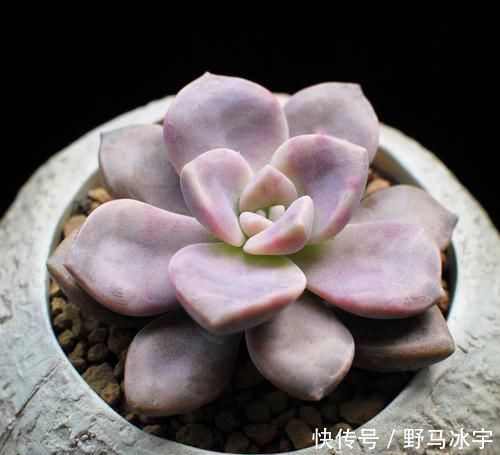 河沙|多肉植物紫乐徒长个怎么回事,该如何处理