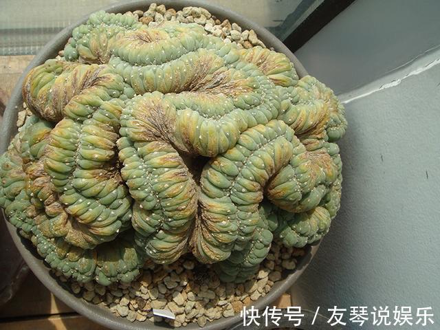植株|这6种多肉其丑无比,没想到一盆价值上万!