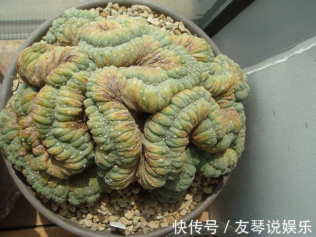 植株|这6种多肉其丑无比，没想到一盆价值上万！