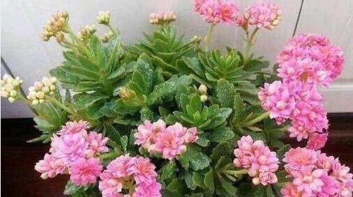 生长|随手喂点“它”,长寿、蟹爪兰生长呈现“爆发式”,开花提前30天