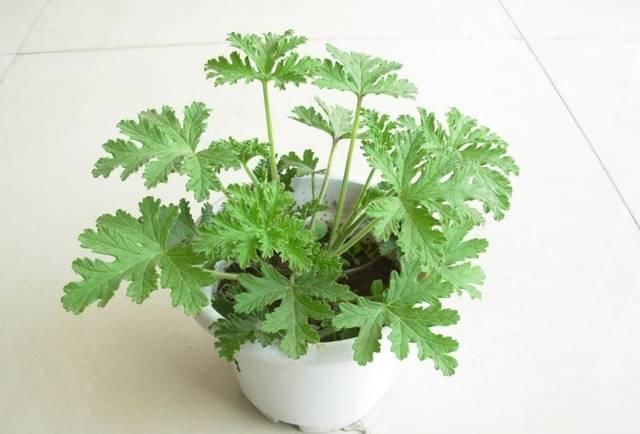 接给植物浇水|将吃剩下的果皮,简单一处理养花,让植物越长越旺