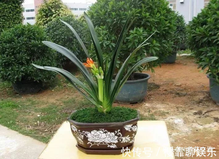 发财树|家里几种特耐旱的植物，整个冬天不用浇水也能存活