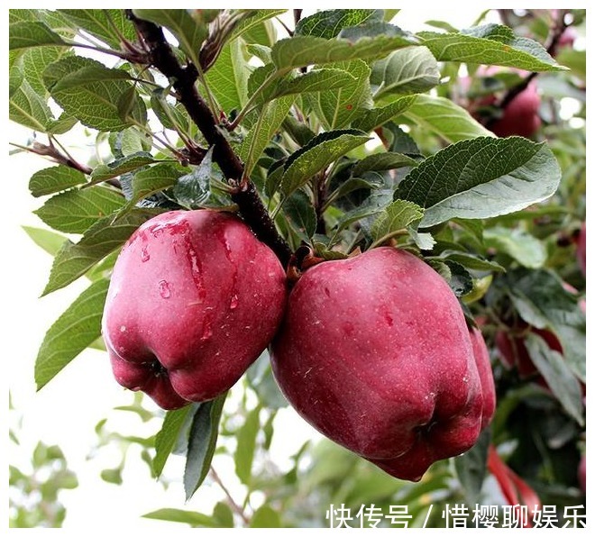 番石榴|想养肠胃的人,尽量少吃或不吃3种水果,胃会感激你