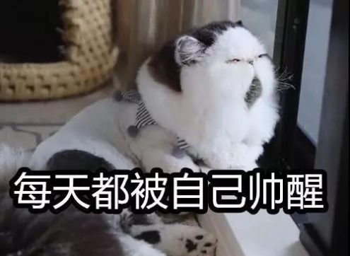 这里有只昏昏欲睡的猫仙人 快资讯