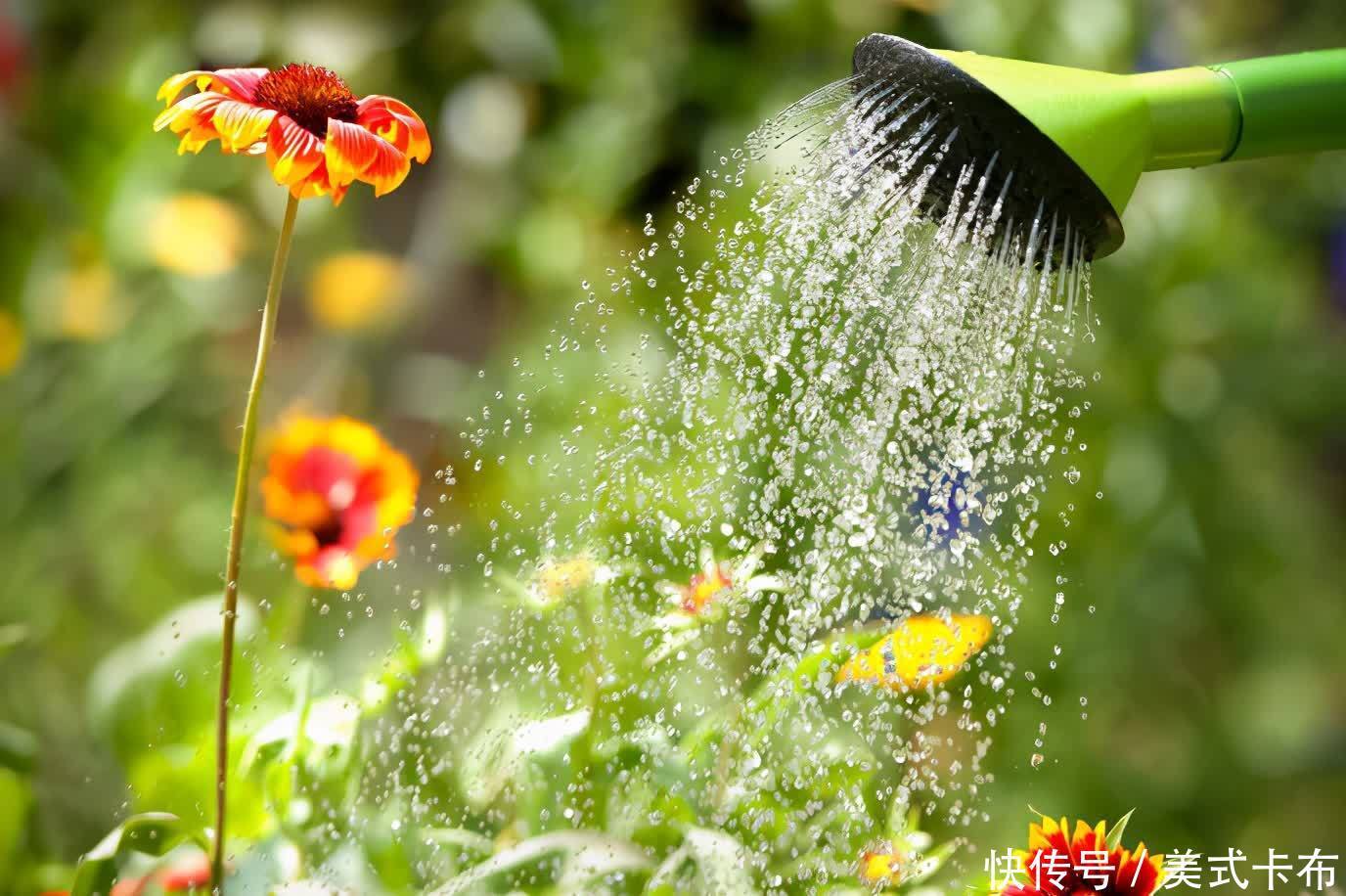 花友|养花浇花,夏天不要用此3种水,不然得不偿失