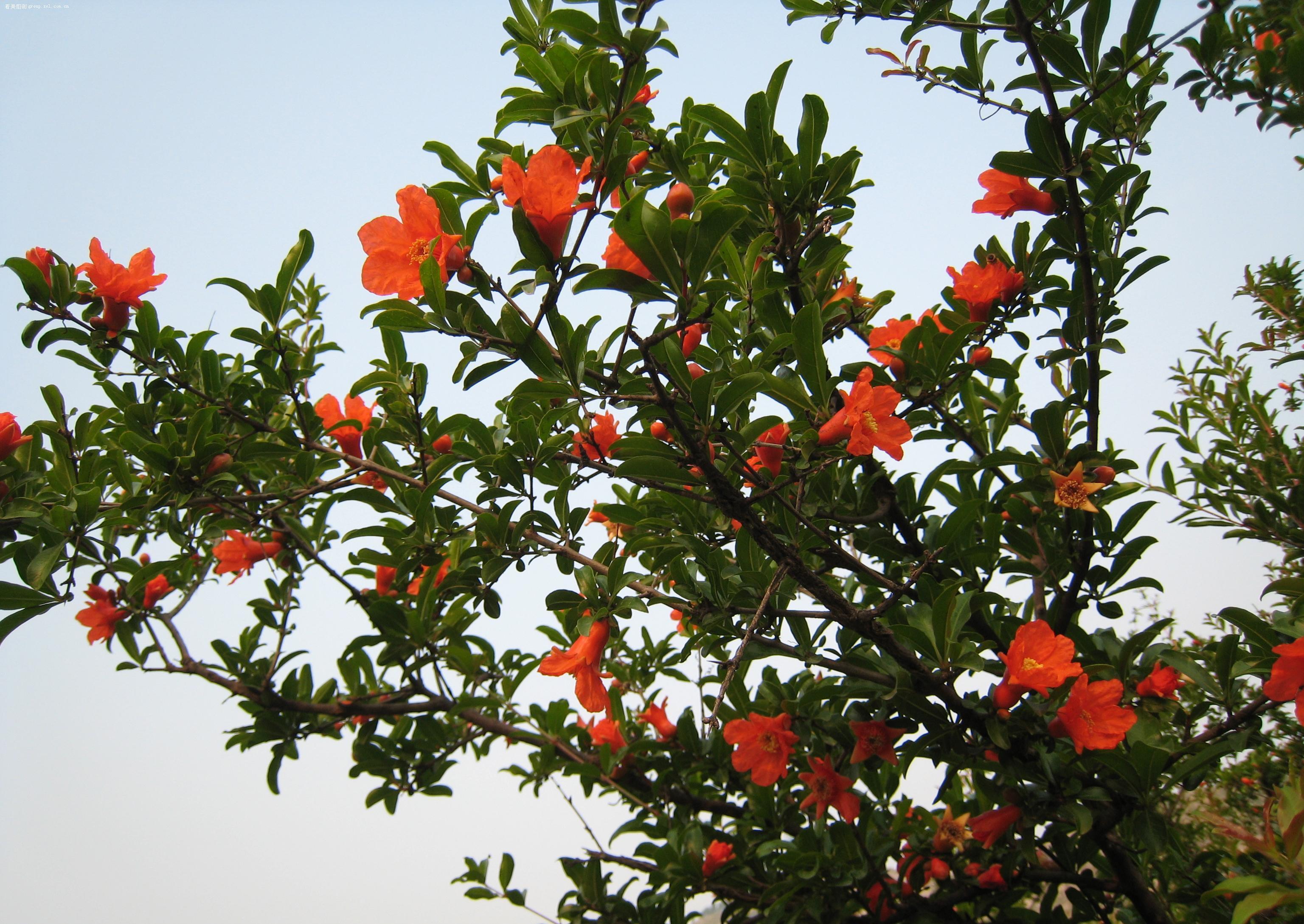 君子兰|夏季养花,要放在阳台内侧,或有遮阳棚的地方,有散射光照的地方