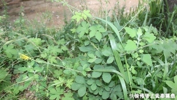 药用价值|乡下一种植物，人称“地仙草”，药用价值很高，遇到尽量别采挖