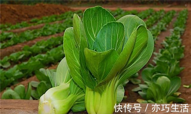 魔芋魔芋|便秘的“死对头”被发现,每天吃几口,排便顺畅,健康又长寿