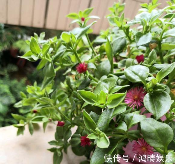 浇水|养盆牡丹吊兰,枝粗叶肥开花多,好看又好吃,越吃越上瘾