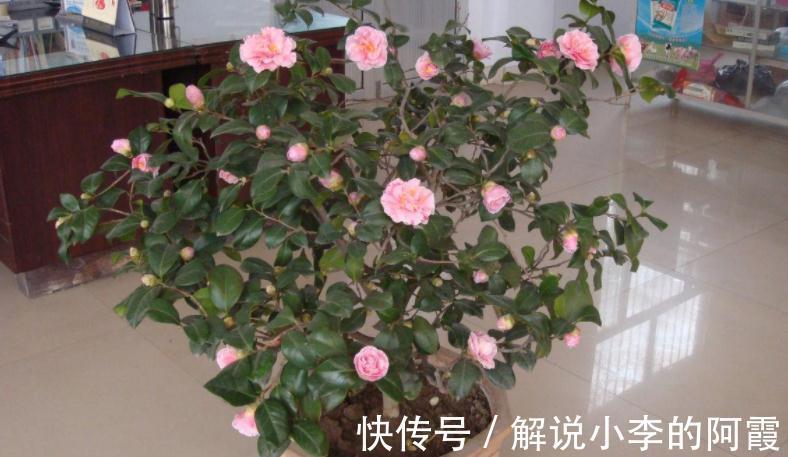 花友们|现在入手茶花,该怎么打理盆栽,让植株春节前后花开正盛?