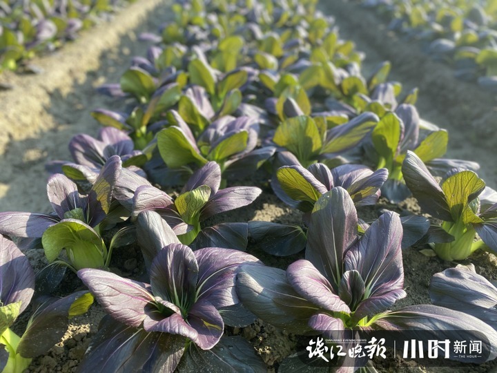 育种|青菜你爱吃菜梗，还是菜叶？默默成长20年，青菜界“紫霞仙子”揭开神秘面纱