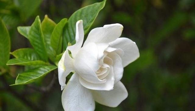 栀子花不开花、养不活不是花难养,而是方法错了