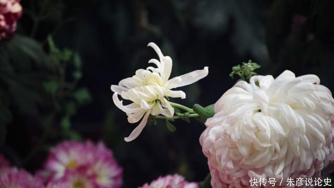 品格|杨万里一首经典的《残菊》,通篇生动有趣,写出了菊花高尚的品格