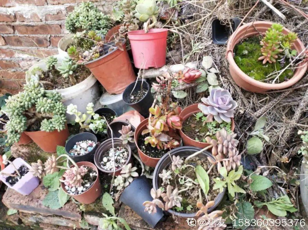 花苞|公认难养的花，养一盆死一盆，从来没有养活过！