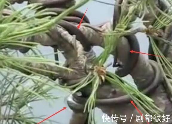 树皮|白骨森森，的舍利松树盆景图解，10图10个步骤，为大家解惑