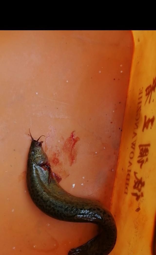 鱼钩|野钓时时有惊喜,闷杆钓居然上奇货,惊喜惊喜