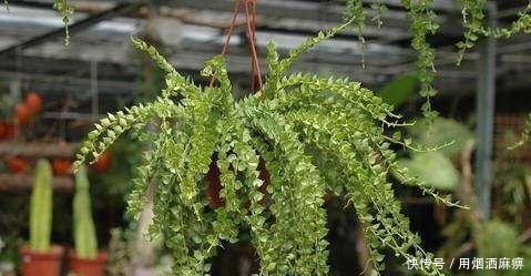 厉害了! 4种能养出瀑布形状的多肉植物!