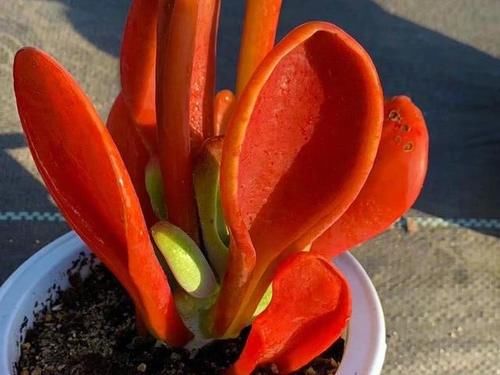  出状态|2020年多肉界的“4大天王”，冰玉王者归来，美杏锦独领风骚