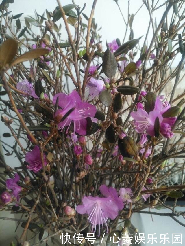 干枝杜鹃|干枝杜鹃不能买,罪恶产业链,没有买卖就没有盗采